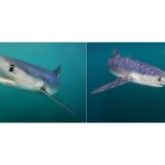 Merging AI and underwater photography to reveal hidden ocean worlds | MIT News | Massachusetts Institute of Technology