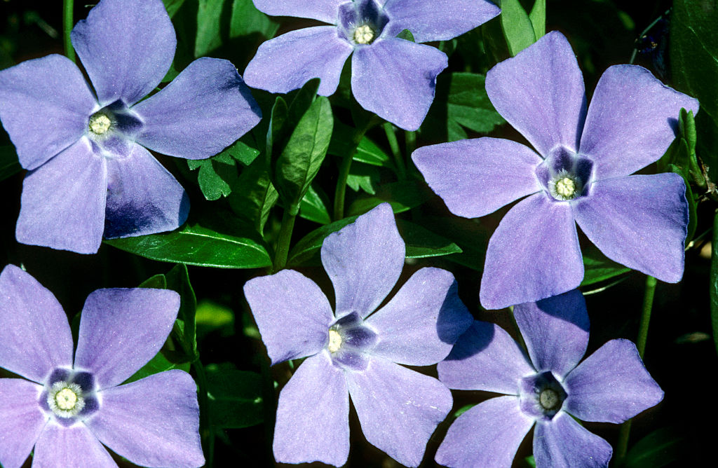 شركة Periwinkle تبسّط استضافة شبكات التواصل الاجتماعي ذاتياً عبر بروتوكول AT